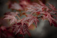 雨后枫叶摄影图片