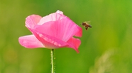 蜜蜂授粉粉色罂粟花图片