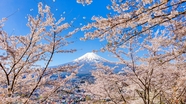 日本富士山粉色樱花摄影图片