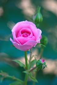 粉色玫瑰花花苞微距特写摄影图片