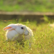 草地觅食的白色荷兰兔图片