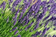 夏日紫色薰衣草花朵植物图片