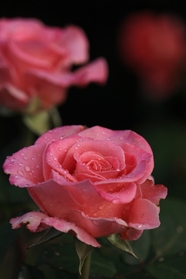 粉色娇艳香水玫瑰图片