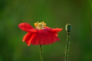红色罂粟花植物摄影图片