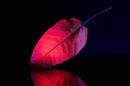 秋天红叶黑色艺术效果摄影图片