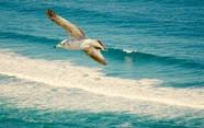 蓝色大海浪花海鸥图片