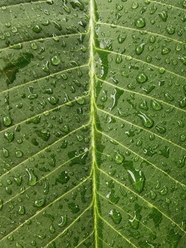 雨后雨滴树叶叶脉纹理图片