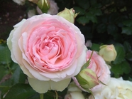 粉色伊甸园玫瑰摄影图片