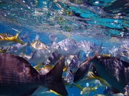 蓝色深海五颜六色鱼群摄影图片