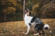秋季树林边境牧羊犬摄影图片