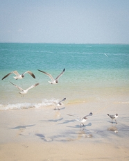 蓝色大海自由翱翔的海鸥图片