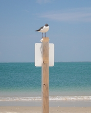 夏日蓝色海边木桩海鸥图片
