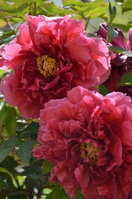 粉色洛阳牡丹花卉摄影图片