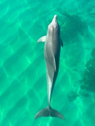 清澈水中自由嬉戏海豚摄影图片