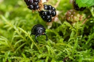 草地野生粪甲虫摄影图片