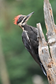 黑色野生啄木鸟摄影图片