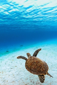 蓝色深海千年玳瑁海龟图片