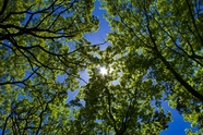 夏日分行的绿色树枝树叶图片