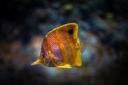 蝶鱼科海生生物摄影图片