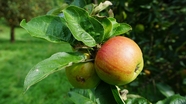 挂在果树上未成熟的苹果图片