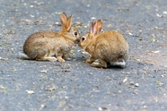 空地上两只窃窃私语的小兔子图片