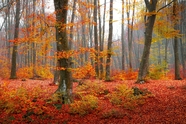 十月金秋满山红叶树林风景图片