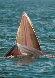 海面张开嘴巴的鲸鱼摄影图片
