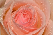 带露珠的粉色玫瑰花微距摄影图片