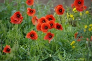 野生草丛红色罂粟花摄影图片