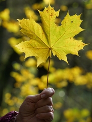 秋天手持一片枫叶图片