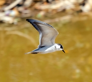 自由飞翔的黑嘴海鸥图片