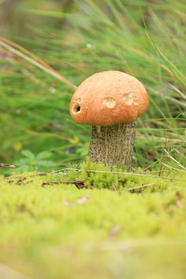 小清新青苔蘑菇摄影图片