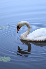 夏日池塘白色天鹅水中嬉戏图片