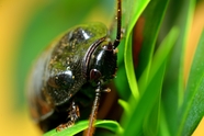 马达加斯加嘶嘶蟑螂昆虫摄影图片