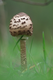 绿色草地棕色大蘑菇摄影图片