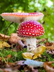 红色野生飞木耳蘑菇摄影图片