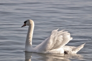 在湖里自由嬉戏的白色天鹅图片