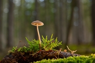 森林地面野生小柄伞蘑菇摄影图片