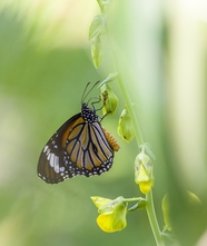 一只蝴蝶停在植物的幼芽上图片