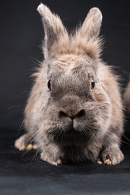 灰色狮子头兔子摄影图片