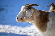 冬日雪地里的绵羊图片