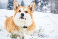 冬季雪地可爱威尔士柯基犬撒欢图片