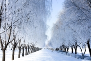 冬季雪树银花美丽雪景摄影图片