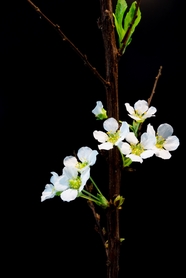 春天白色杏花摄影图片
