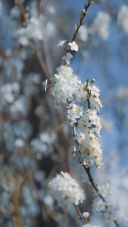 春天白色樱花枝头绽放摄影图片