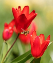 红色郁金香蜜蜂飞舞摄影图片