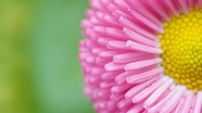 微距特写粉色菊花花蕊摄影图片