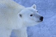 野生白色北极熊摄影图片