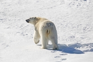 行走在雪地里的北极熊图片
