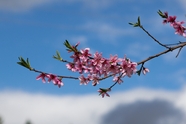 春天粉色桃花盛开摄影图片